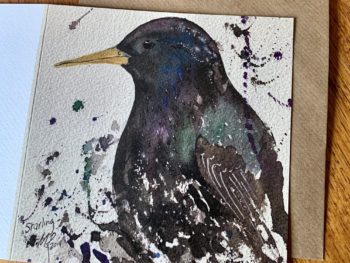 Starling Card by Mike Ross
